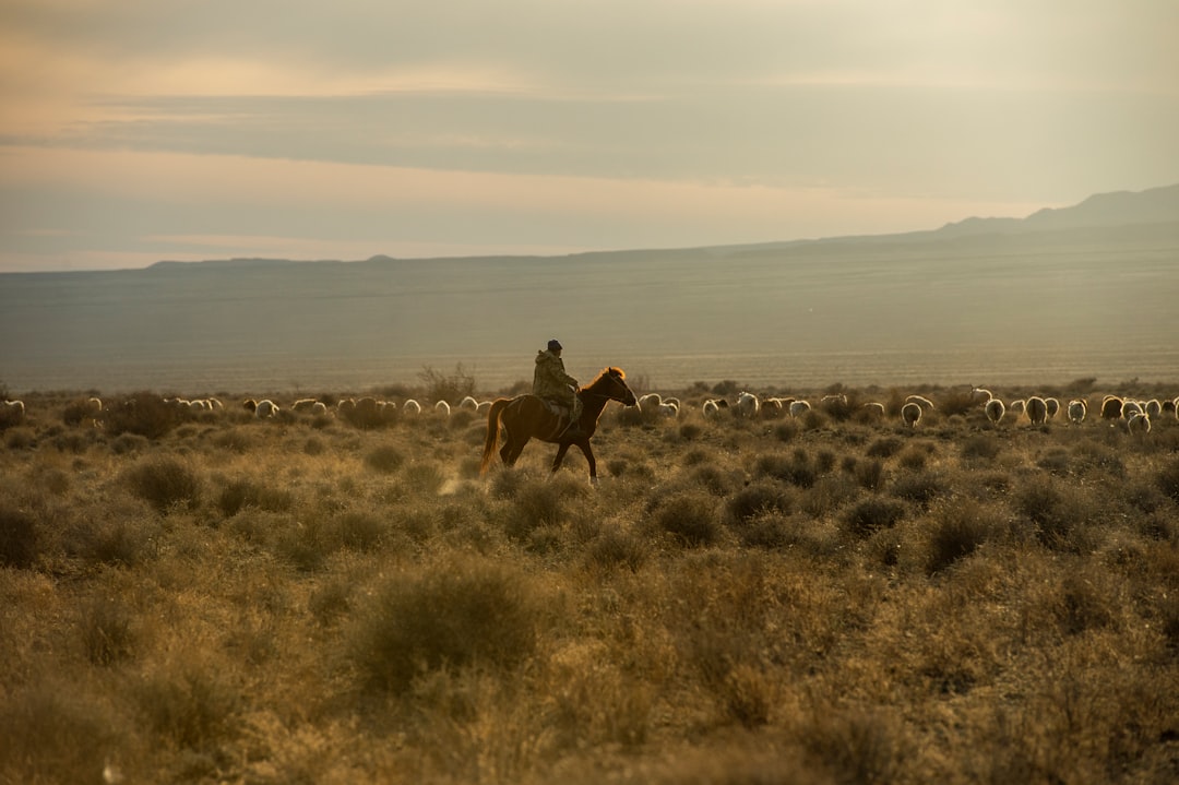Steppe dimenticate: 1,2 miliardi per salvare i polmoni verdi del pianeta
