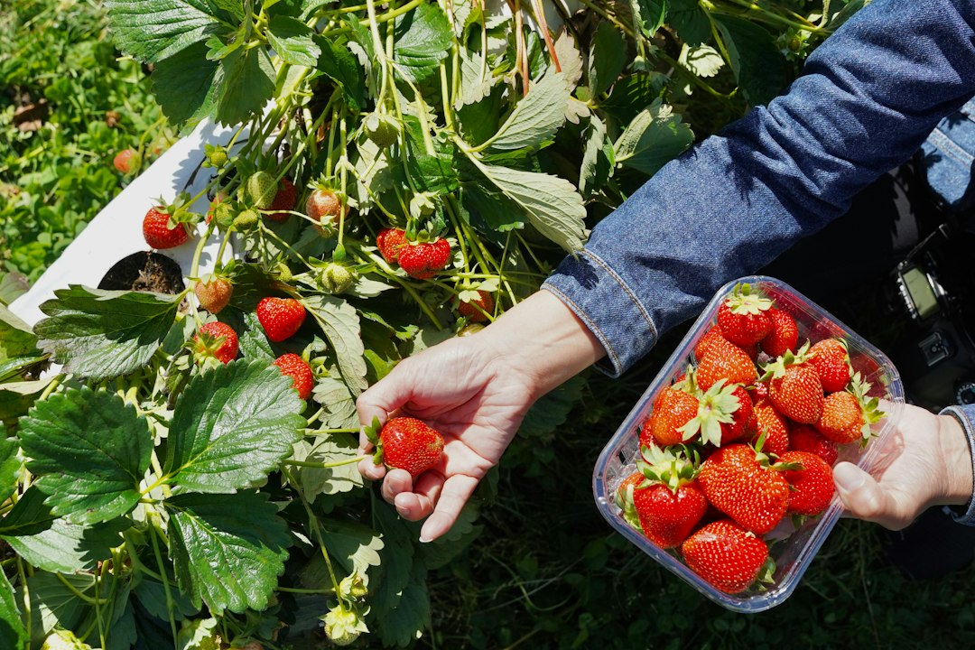 Fragole sotto un tessuto anti-insetti: nei test la resa sale fino a 3,56 volte