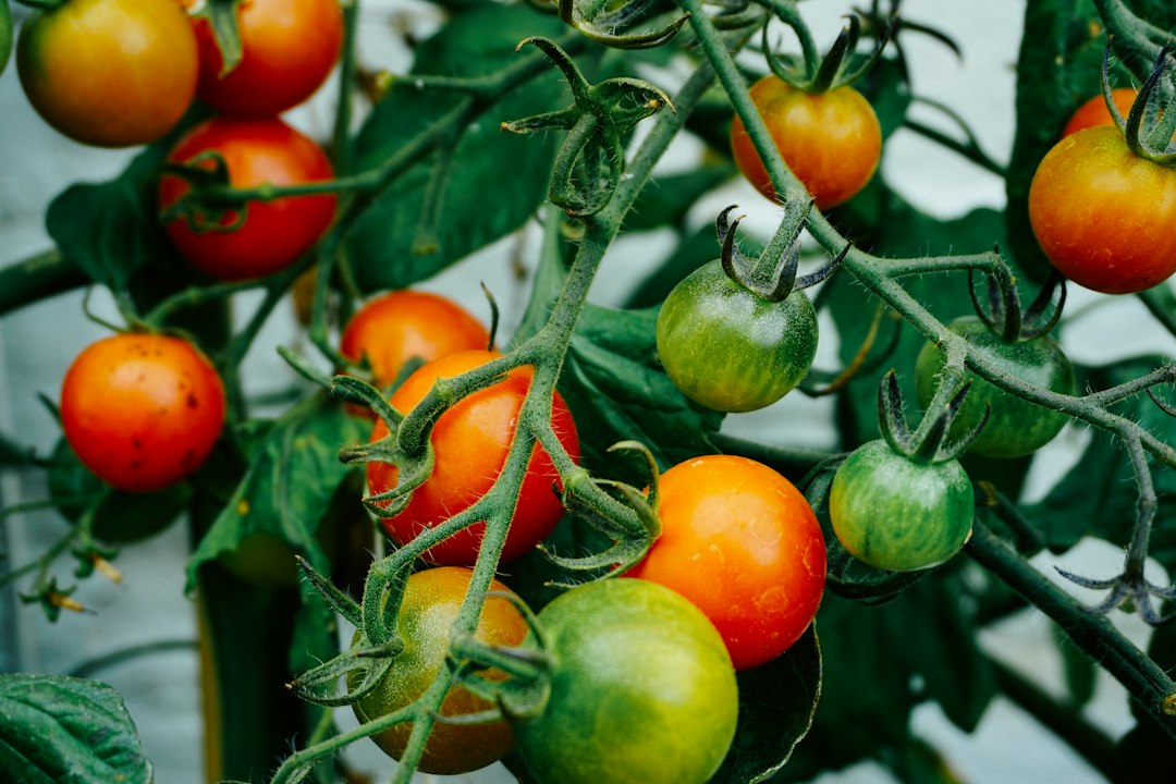 Pomodori resistenti a un virus, Vilmorin ritira le rivendicazioni sul brevetto
