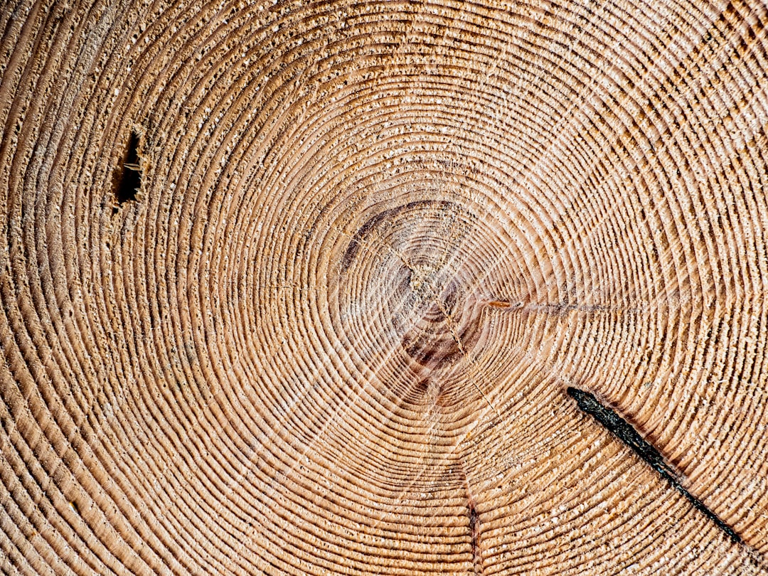 Gli anelli degli alberi in Amazzonia raccontano un clima sempre più estremo, non solo più secco