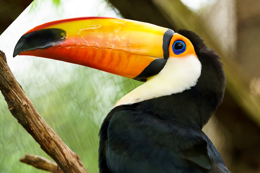 Il benessere degli animali nel turismo: arriva un corso online gratuito