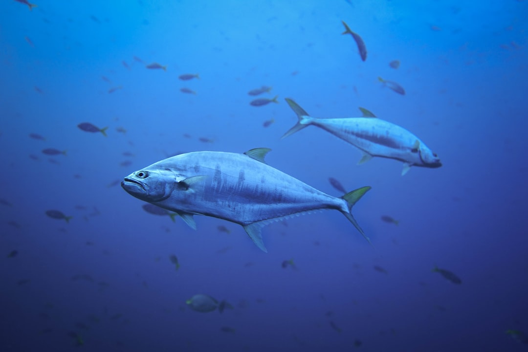 Le attrezzature da pesca alla deriva entrano in metà delle aree marine protette