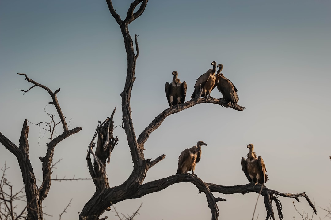 Sedici delle 23 specie di avvoltoi sono minacciate, nove a rischio critico