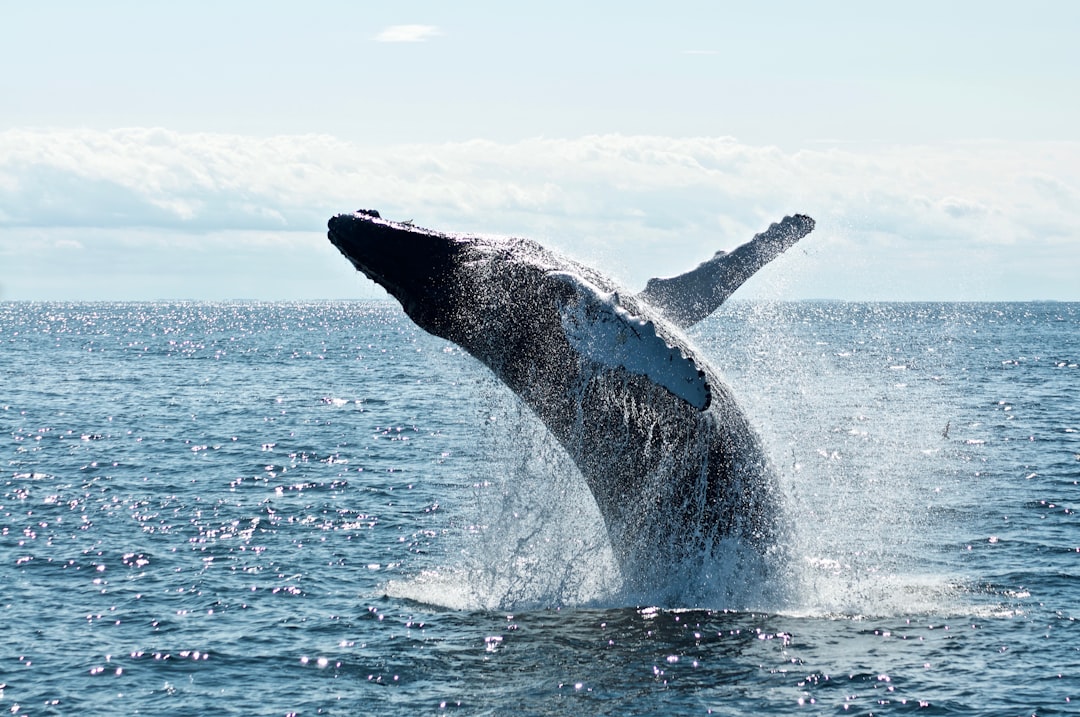 Almeno 90 metri dalle balene e 45 dai delfini: le distanze per osservare la fauna marina