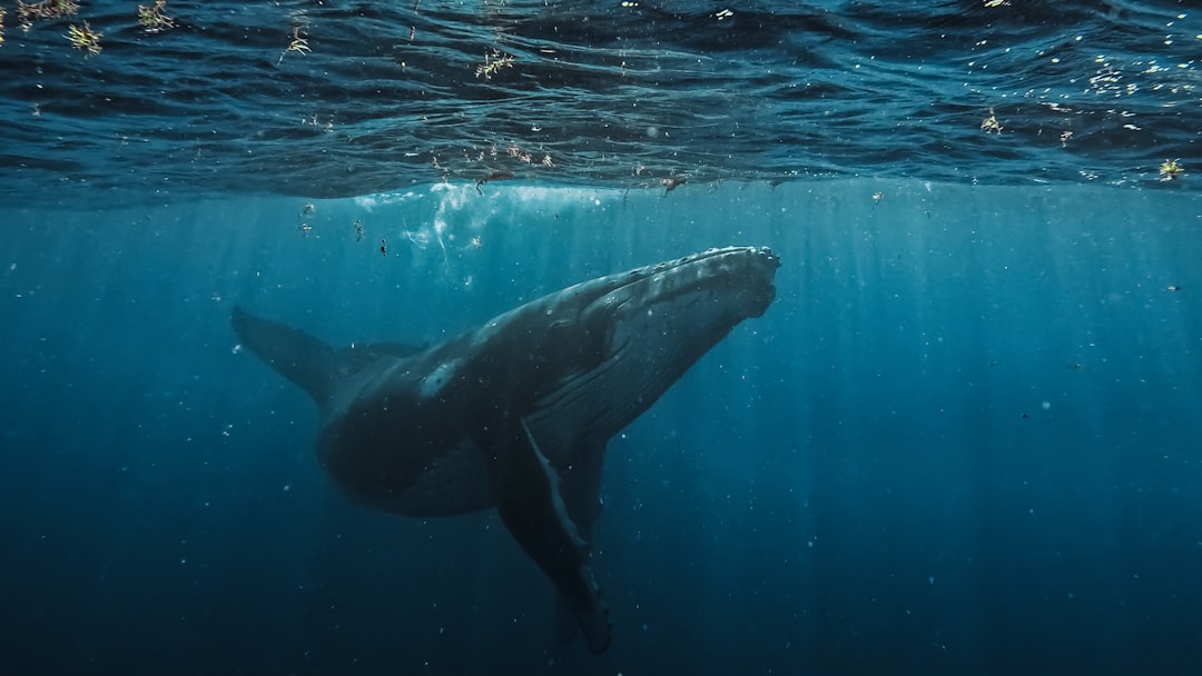 Tumori e allevamenti intensivi: le balene danno speranza e la saggezza indigena illumina la scienza