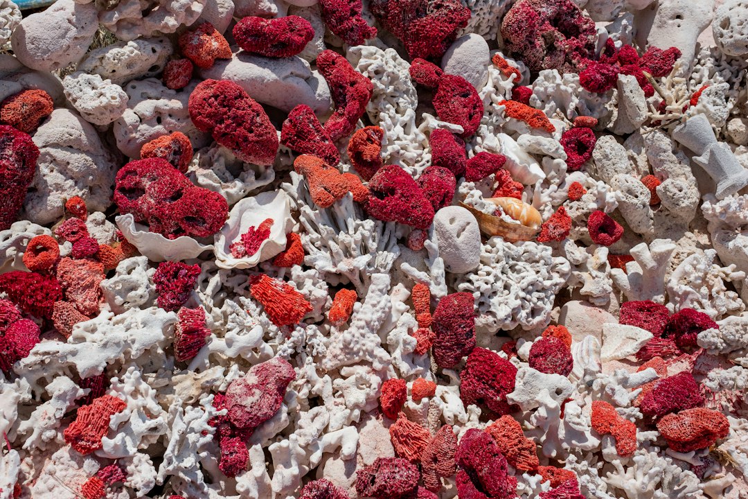 Coralli sbiancati, il contatto con un corallo sano li aiuta a guarire in laboratorio