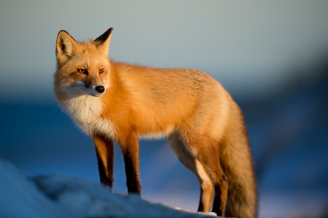 Le mafie del traffico di specie protette usano intelligenza artificiale e criptovalute