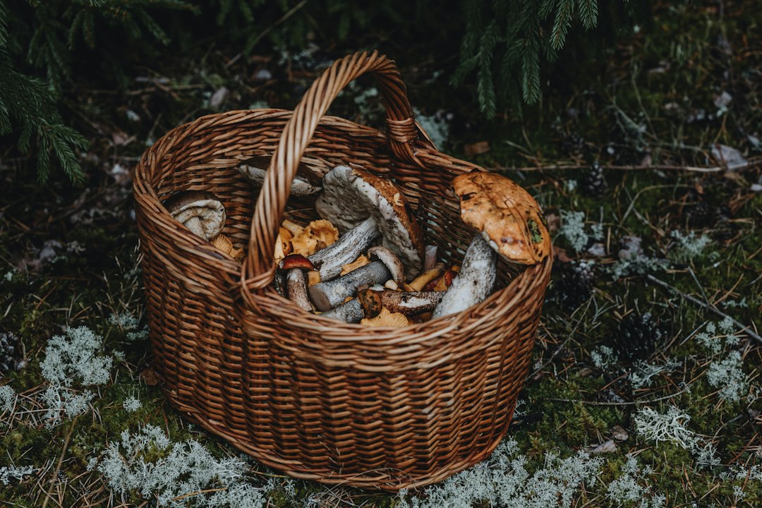 Un anno di solo cibo raccolto in natura, l'esperimento di Robin Greenfield